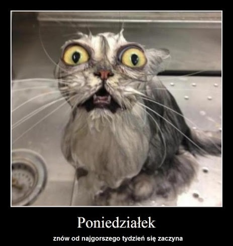 Wykąpany kot w poniedziałek